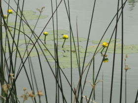 Lelies op Bass Lake