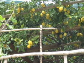 citroenen