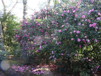  Rhododendrons